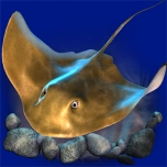 dolphin's pearl deluxe catfish symbol