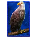 Vultur adult cu cap alb si penaj maro stand pe un trunchi de copac, fundal albastru.