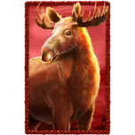 Elan cu fundal rosu si rama decorativa rosie.