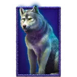 Lup gri stand pe un fundal albastru inchis, incadrat de un chenar decorativ violet.